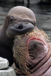 Walross Polosa mit ihrem Nachwuchs in Hamburg