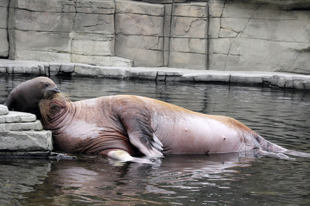 Walross Polosa mit ihrem Nachwuchs in Hamburg