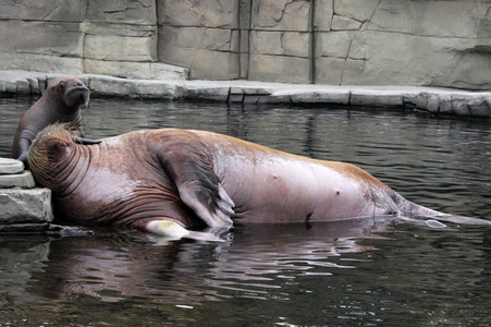 Walross Polosa mit ihrem Nachwuchs in Hamburg