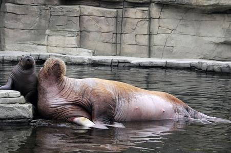 Walross Polosa mit ihrem Nachwuchs in Hamburg