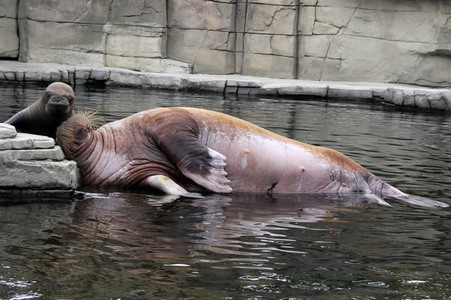 Walross Polosa mit ihrem Nachwuchs in Hamburg