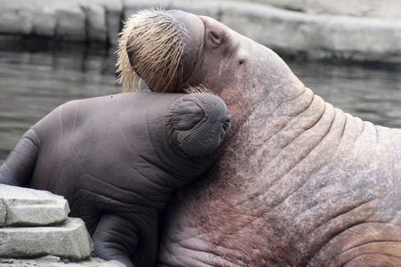 Walross Polosa mit ihrem Nachwuchs in Hamburg