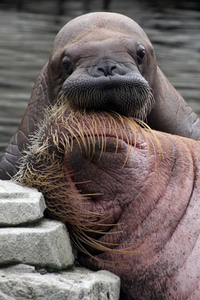 Walross Polosa mit ihrem Nachwuchs in Hamburg