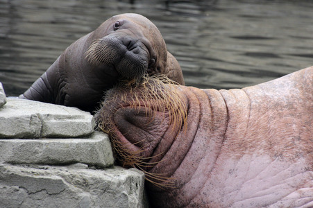 Walross Polosa mit ihrem Nachwuchs in Hamburg