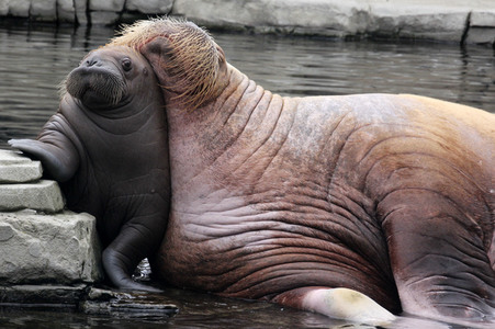 Walross Polosa mit ihrem Nachwuchs in Hamburg