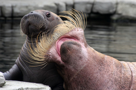 Walross Polosa mit ihrem Nachwuchs in Hamburg