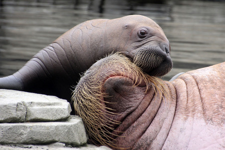 Walross Polosa mit ihrem Nachwuchs in Hamburg