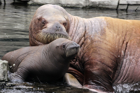 Walross Polosa mit ihrem Nachwuchs in Hamburg