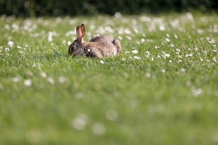Symbolfoto Kaninchenplage