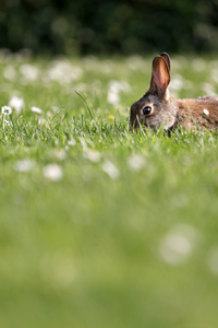 Symbolfoto Kaninchenplage