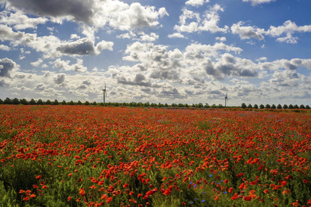 Mohnfelder am Kronsberg in Hannover