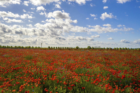 Mohnfelder am Kronsberg in Hannover