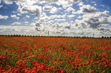 Mohnfelder am Kronsberg in Hannover