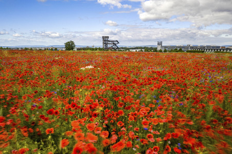 Mohnfelder am Kronsberg in Hannover