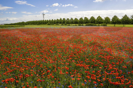 Mohnfelder am Kronsberg in Hannover