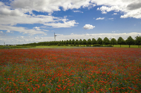 Mohnfelder am Kronsberg in Hannover