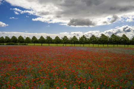 Mohnfelder am Kronsberg in Hannover