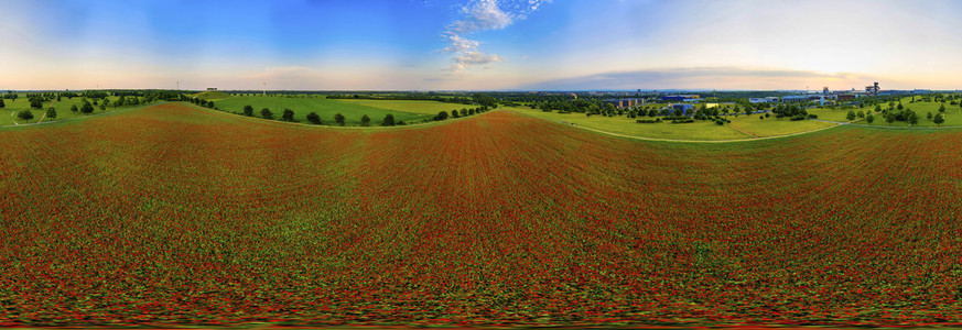 Mohnfelder am Kronsberg in Hannover