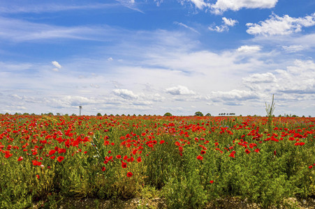 Mohnfelder am Kronsberg in Hannover