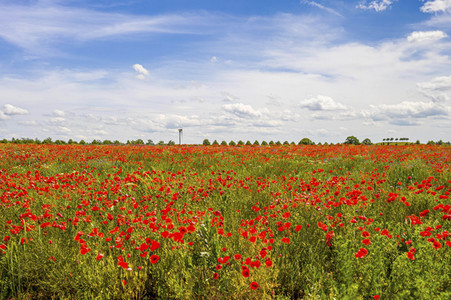Mohnfelder am Kronsberg in Hannover