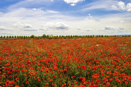Mohnfelder am Kronsberg in Hannover