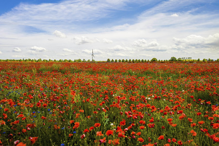 Mohnfelder am Kronsberg in Hannover