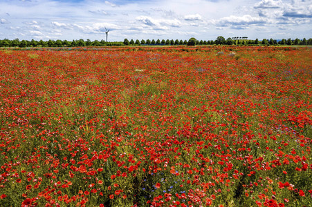 Mohnfelder am Kronsberg in Hannover