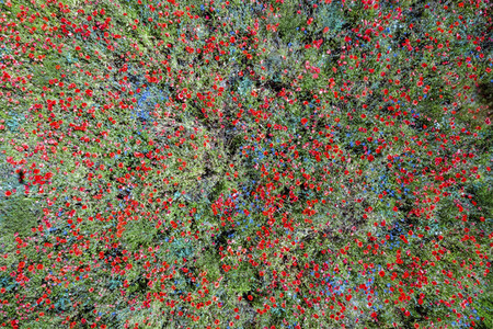 Mohnfelder am Kronsberg in Hannover