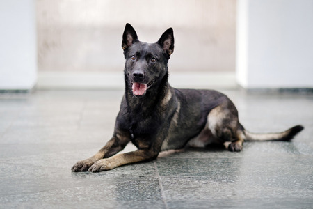 Eintrag von Bundeskanzlerin Angela Merkel in das Goldene Buch der Stadt Köln