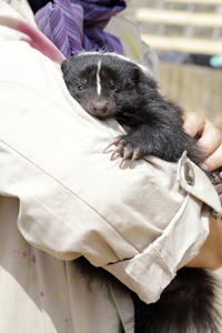 Pressetermin 'Unter Geiern - Der Sohn des Bärenjägers' in Bad Segeberg