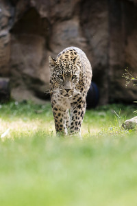 Leoparden im Kölner Zoo