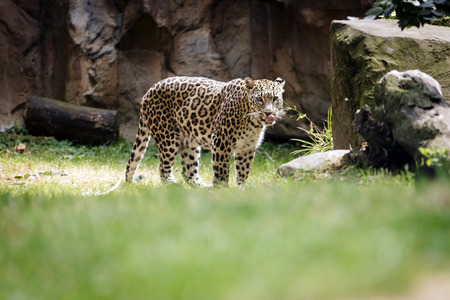 Leoparden im Kölner Zoo