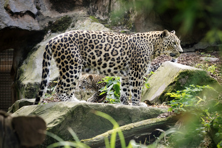 Leoparden im Kölner Zoo
