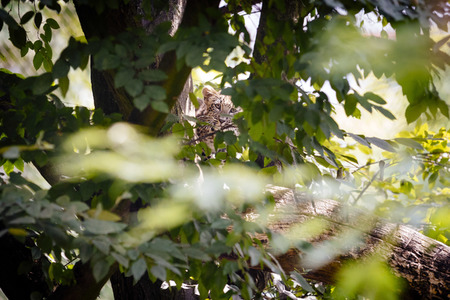 Leoparden im Kölner Zoo