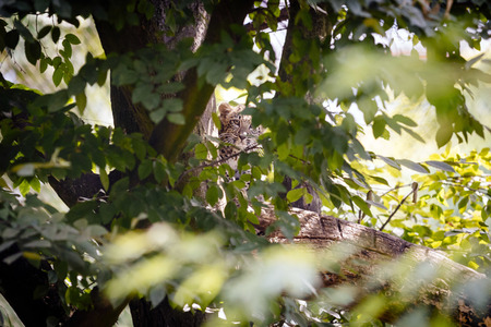 Leoparden im Kölner Zoo