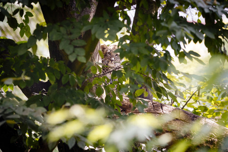 Leoparden im Kölner Zoo