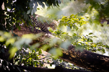 Leoparden im Kölner Zoo