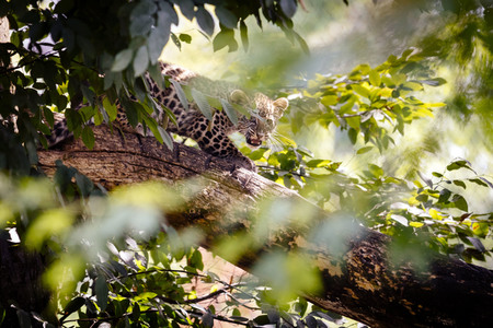 Leoparden im Kölner Zoo