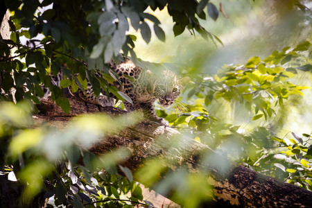 Leoparden im Kölner Zoo