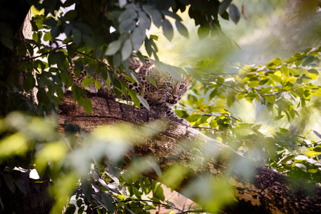 Leoparden im Kölner Zoo