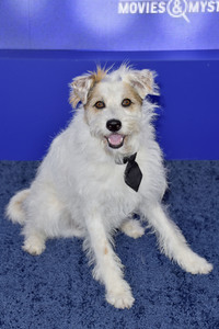 Hallmark Channel Summer TCA 2019 Event in Beverly Hills