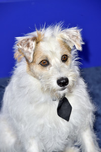 Hallmark Channel Summer TCA 2019 Event in Beverly Hills