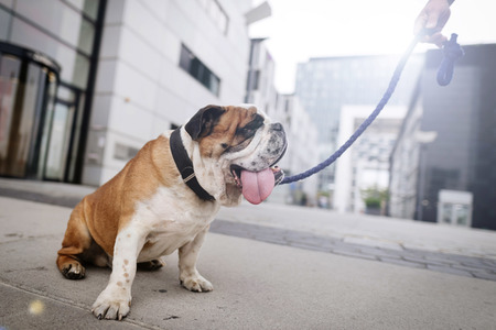 Symbolfoto Hundstage