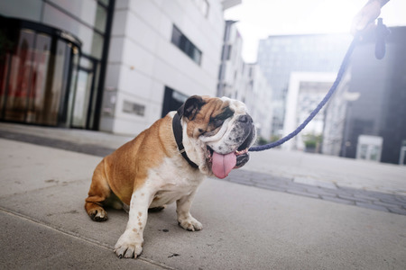 Symbolfoto Hundstage