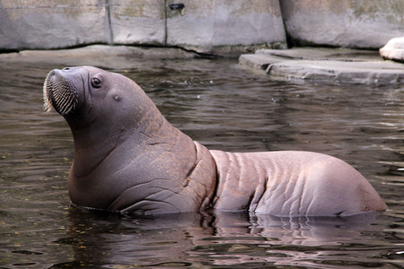 Walross-Taufe in Hamburg
