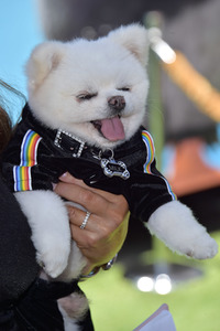 Filmpremiere 'Angry Birds 2 - Der Film' in Los Angeles