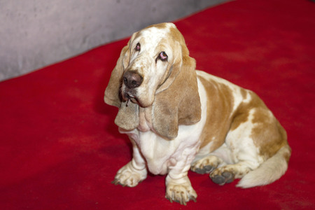 Preview 'Polizeiruf 110 - Heimatliebe' in Berlin