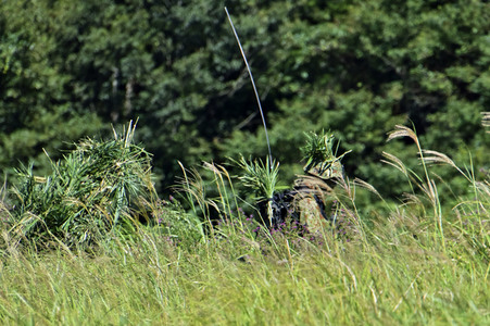 Militärübung 'Orient Shield 2019' in Yamato