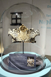 Photocall 'Mandela: The Official Exhibition' in Berlin