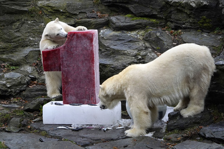 Erster Geburtstag von Eisbär Hertha im Tierpark Berlin